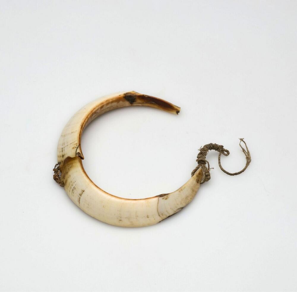 Armband van twee varkenslagstanden (afgebroken punt)