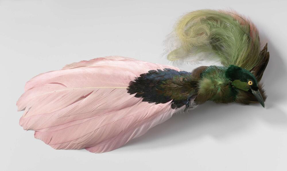 Hoedenveer samengesteld uit het opgezette kopje van een paradijsvogel (?), veren van de kolibrie en…