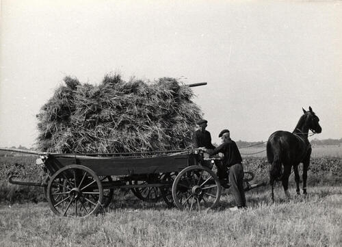 Binnenhalen van rogge, Staphorst, 1944