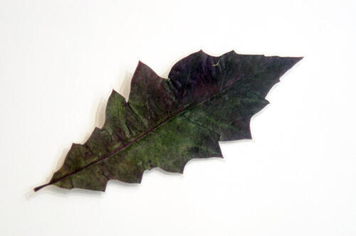 Broche van eikenblad