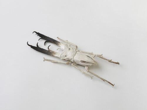 Specimen Series 3