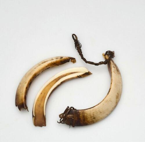 Armband van varkensslagtanden