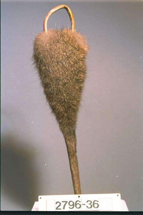 Plume of cuscus fur to ornament a penis sheath