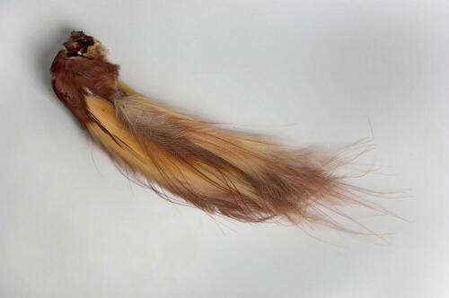 Bird-of-paradise, used as adornment of the forehead or loin